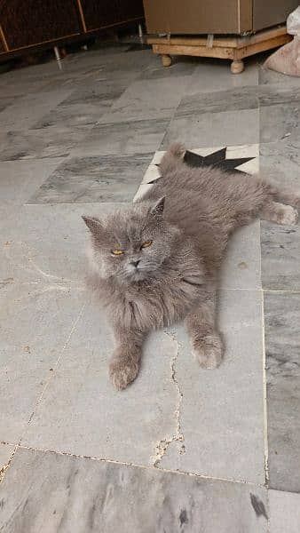 Persian Male kitten up for sale 0