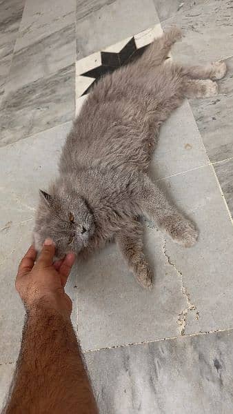 Persian Male kitten up for sale 4
