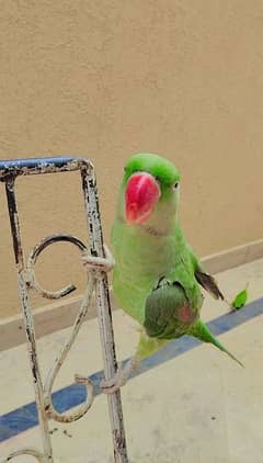 raw Alexander parrots