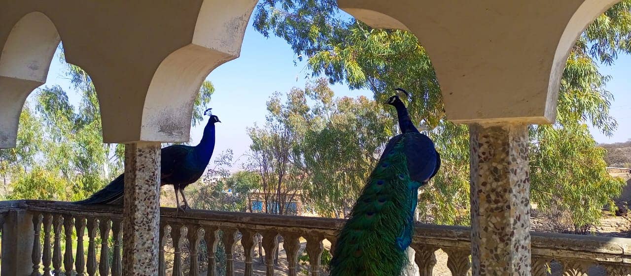 Peacock (Black Shoulder)        Sargodha Road, Chinji 0