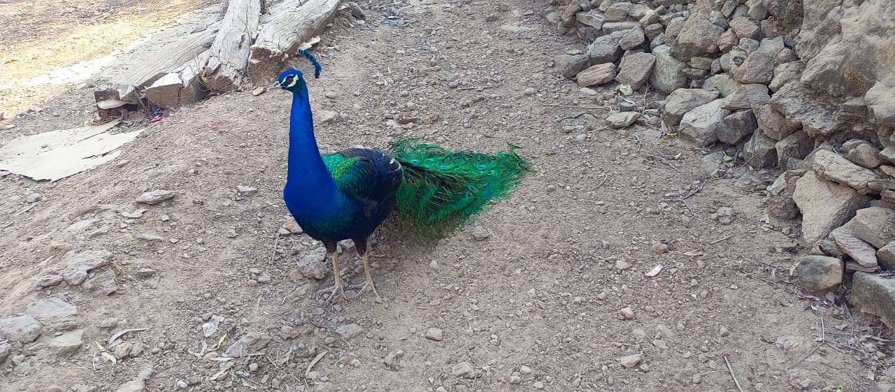 Peacock (Black Shoulder)        Sargodha Road, Chinji 4