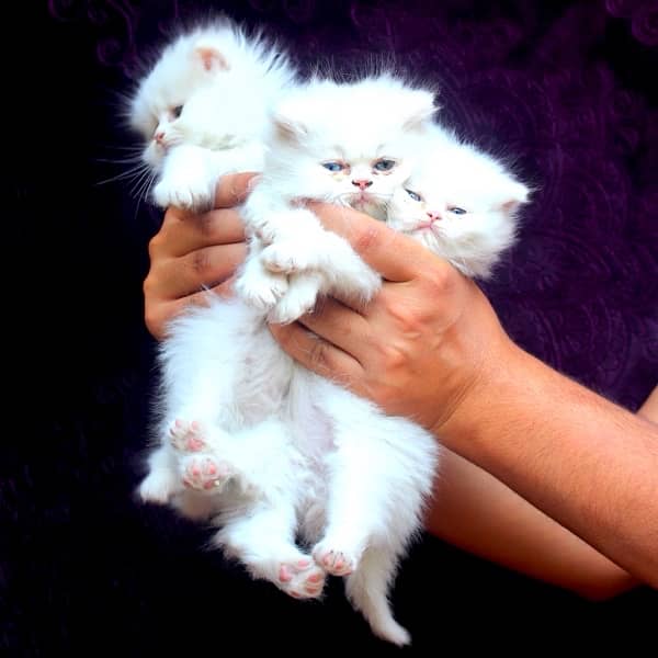 beautiful healthy cat palyful white persian females 53 days old 0