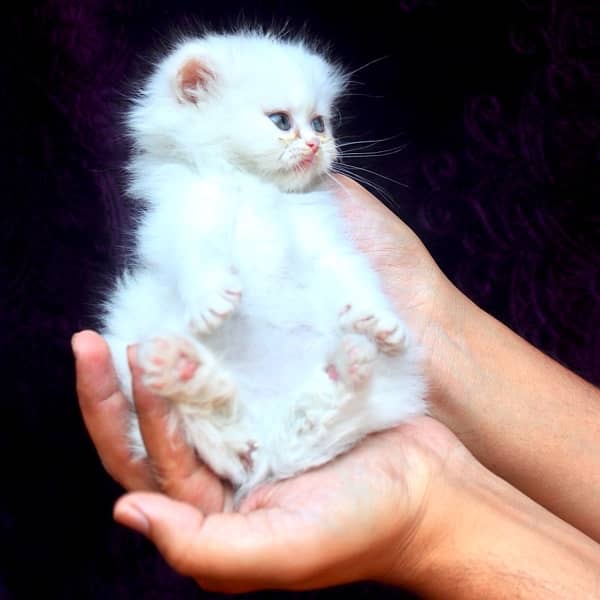 beautiful healthy cat palyful white persian females 53 days old 1