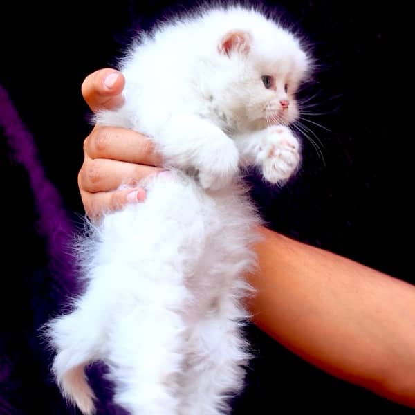 beautiful healthy cat palyful white persian females 53 days old 2