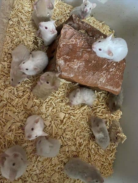 Hamsters 5