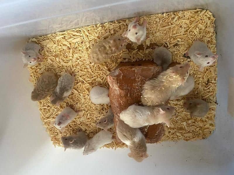 Hamsters 19