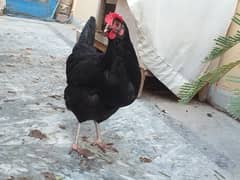 Egg Laying Pure Desi Hen Available For Sale Healthy & Active