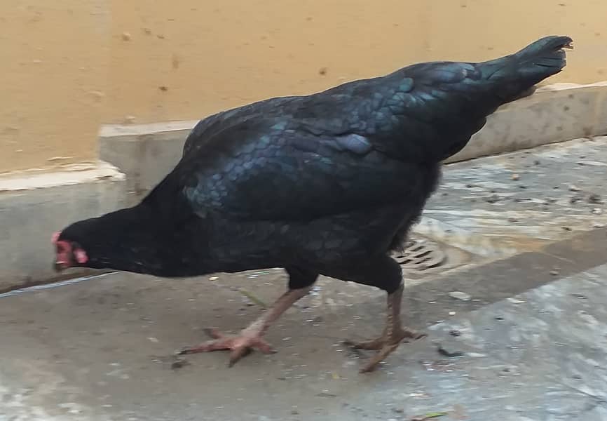 Egg Laying Pure Desi Hen Available For Sale Healthy & Active 4