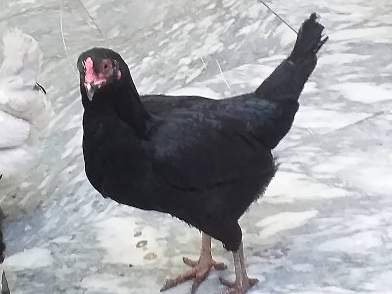Egg Laying Pure Desi Hen Available For Sale Healthy & Active 5
