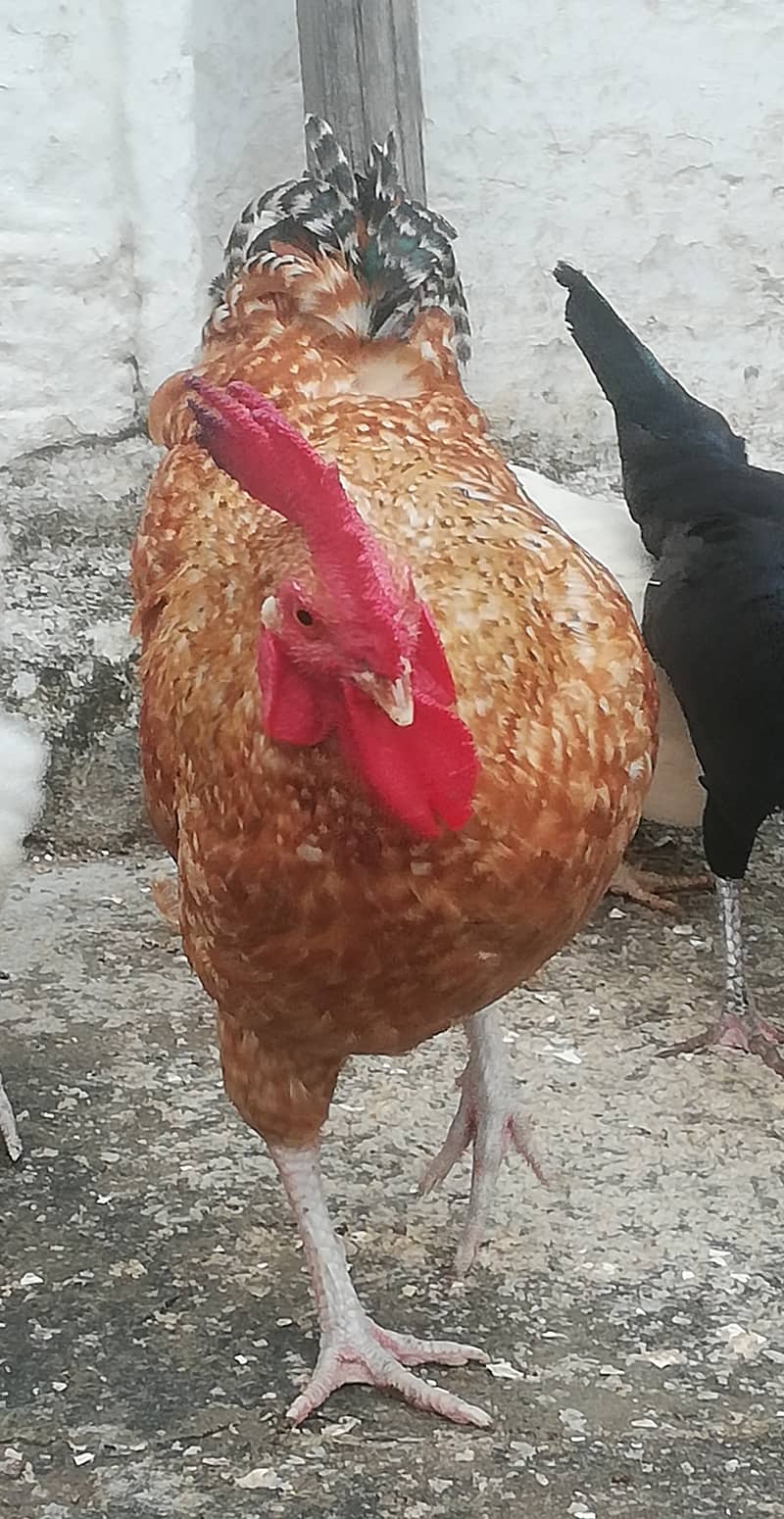 Egg Laying Pure Desi Hen Available For Sale Healthy & Active 6