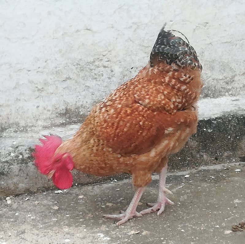 Egg Laying Pure Desi Hen Available For Sale Healthy & Active 7