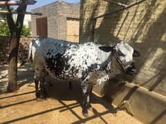 Walati Cow