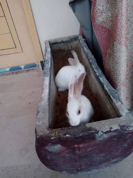 rabbit khargosh healthy 3