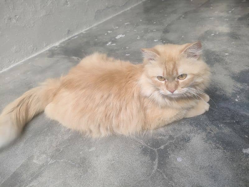Russian Cat for Sale 4