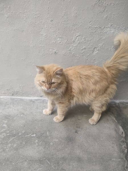 Russian Cat for Sale 6