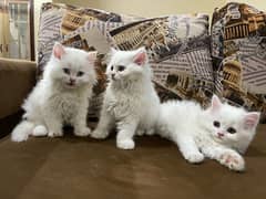 Persian Cat Triple Coat