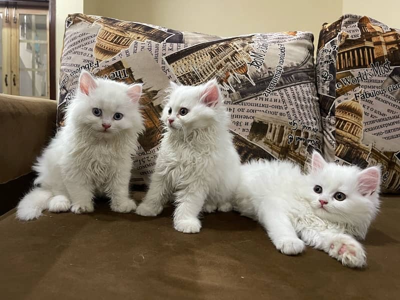 Persian Cat Triple Coat 1