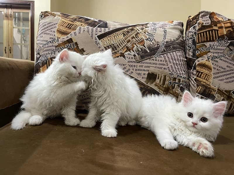 Persian Cat Triple Coat 2