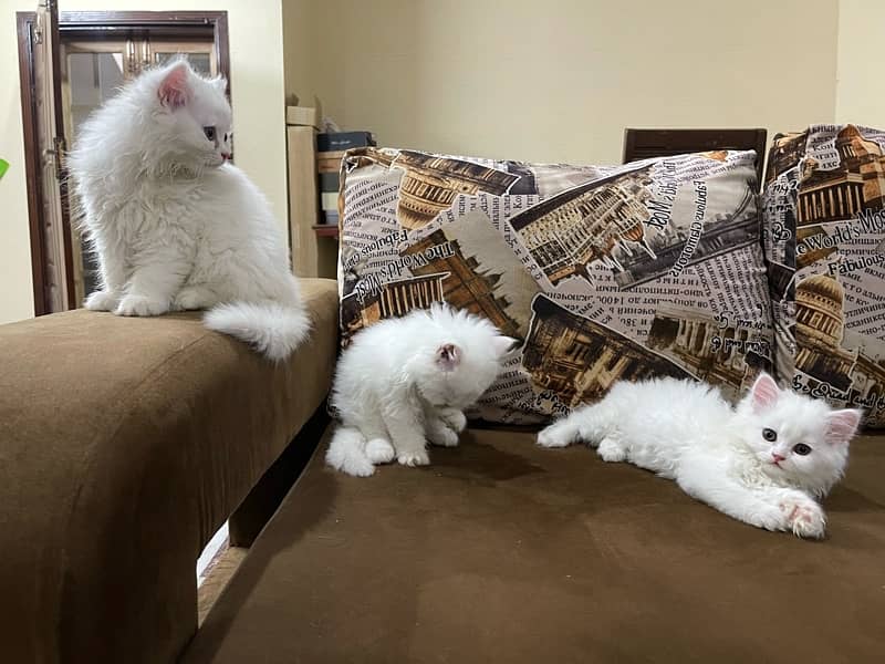 Persian Cat Triple Coat 3