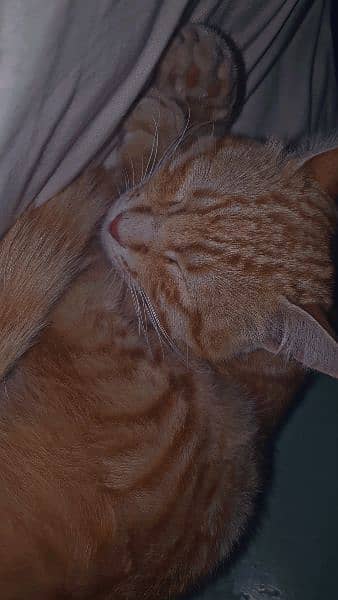 orange cat 1