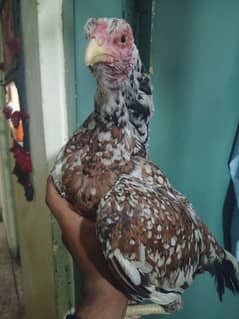 mainwali pure home breed quality kurk bi hai03485058844