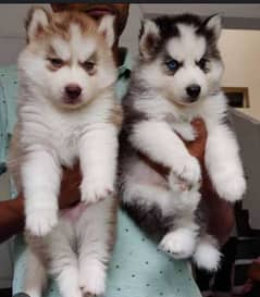 husky puppy available for sale