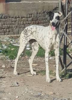 grayhond female for sale 28 inch 18 month
