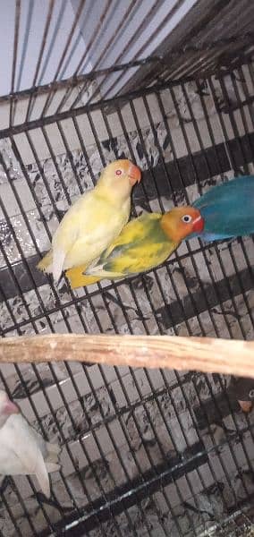 love birds 2