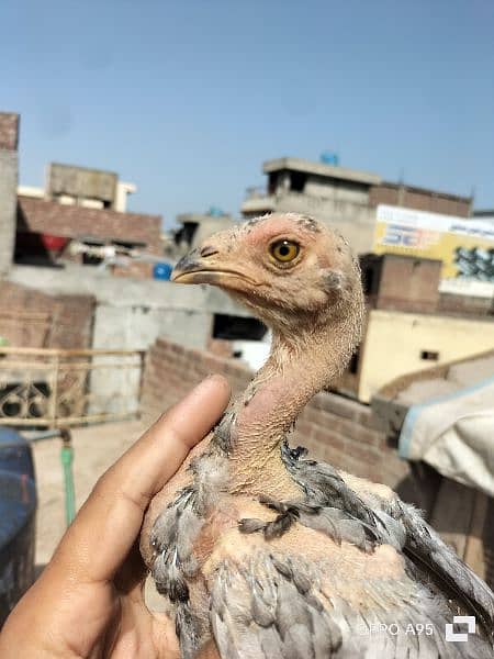 heera Aseel and Thai cross chicks for sale 1