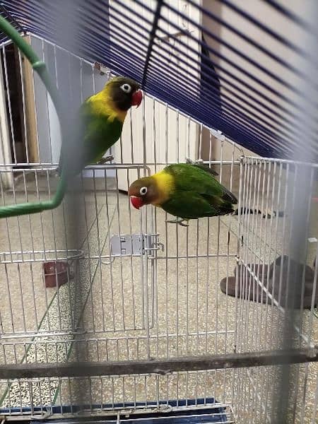 Love birds pair for Sale 2
