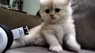 Persian kitten @ Persian cat @ Perisan cat @ Cat @blue eye @female cat