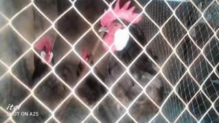 4 male roosters for sale.