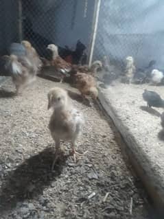 RIR , AUSTRULORP , ASEEL chicks (mega sale)