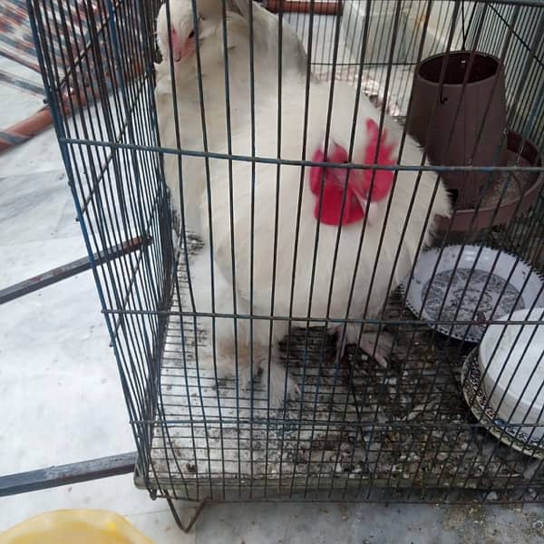 Pure White Golden Buff Pair for Sale 4