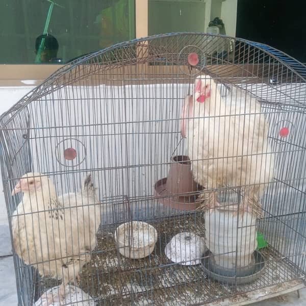 Pure White Golden Buff Pair for Sale 7