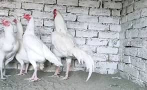 heera chicks & eggs , white chicks