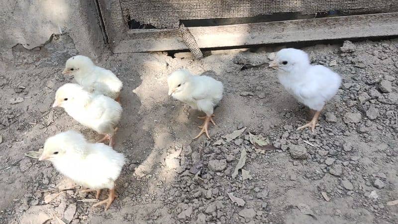 heera chicks & eggs , white chicks 5