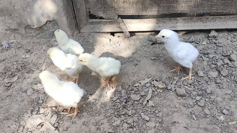 heera chicks & eggs , white chicks 6