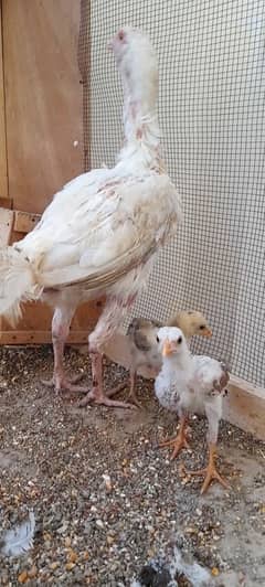 Boski heera Aseel female with 2 chicks