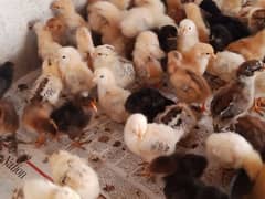 10 days old Chicks