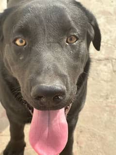 8 month age and it's American labrador