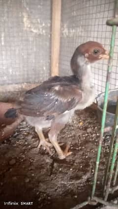 1 Aseel Chicks For sale