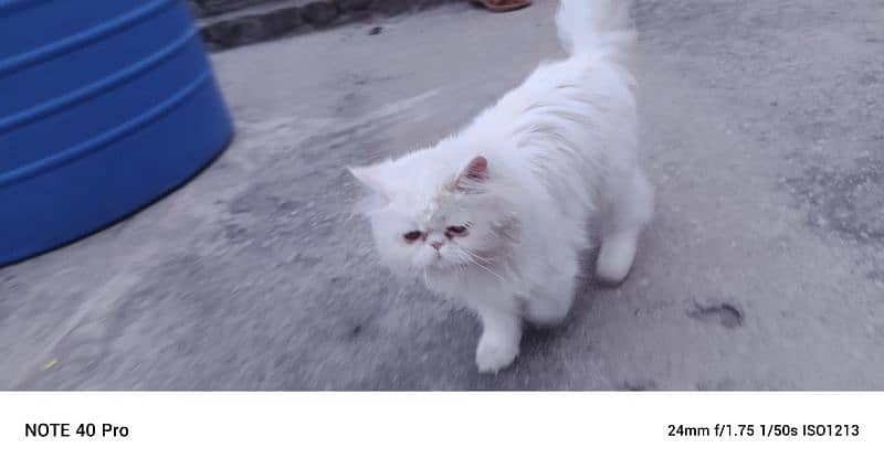 Cat For sale Aa 1