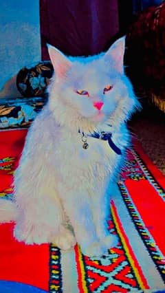 persian blue eyes female for sale adult