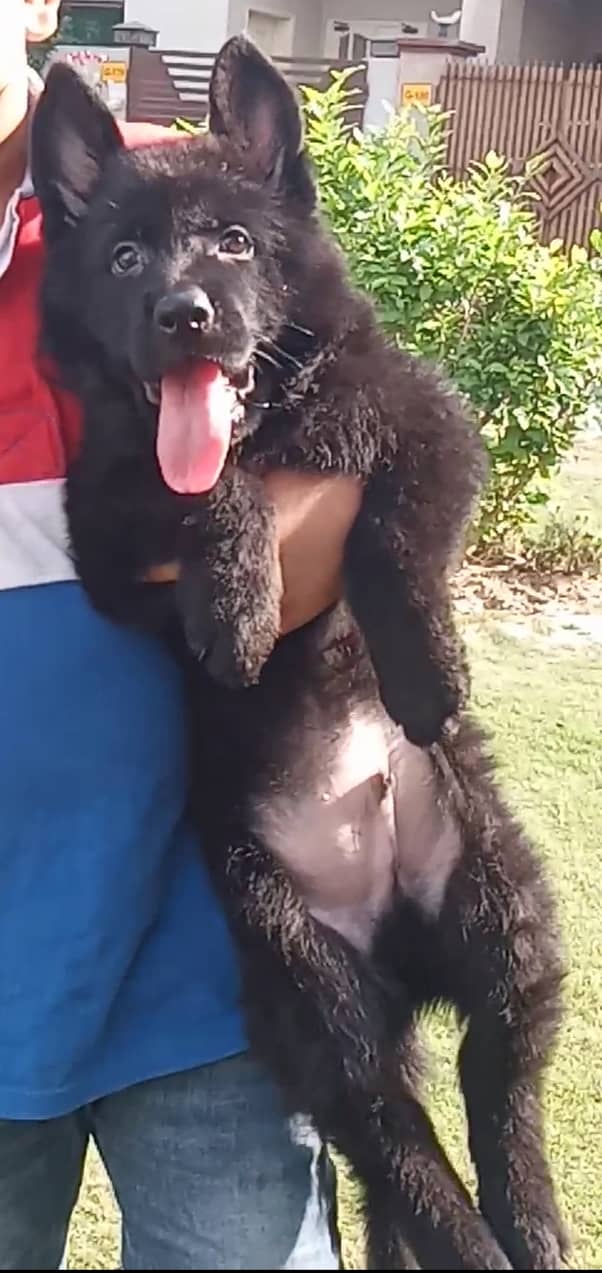 black German shepherd male puppy for sale 1