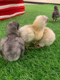Blue Australorp Heritage chicks up for Sale