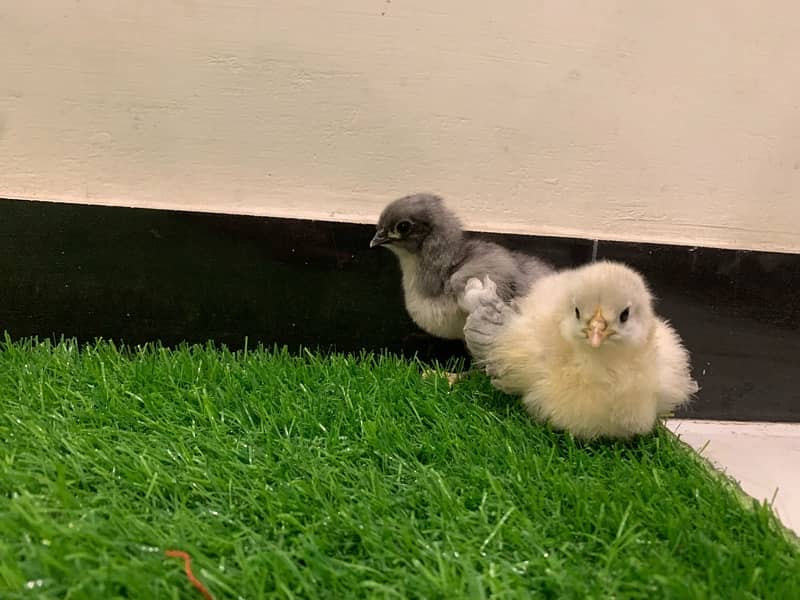 Blue Australorp Heritage eggs chicks and breeders up for sale 4