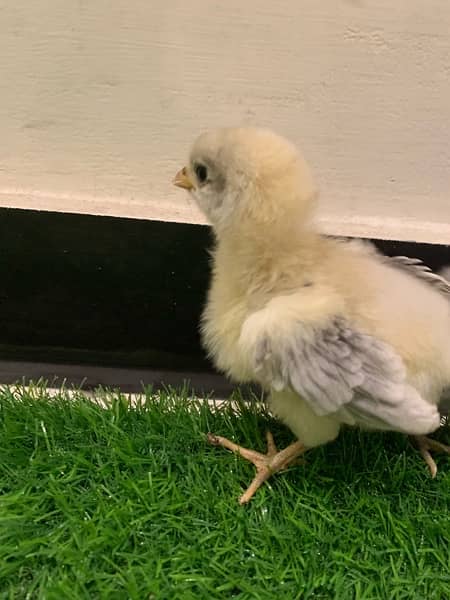 Blue Australorp Heritage eggs chicks and breeders up for sale 5