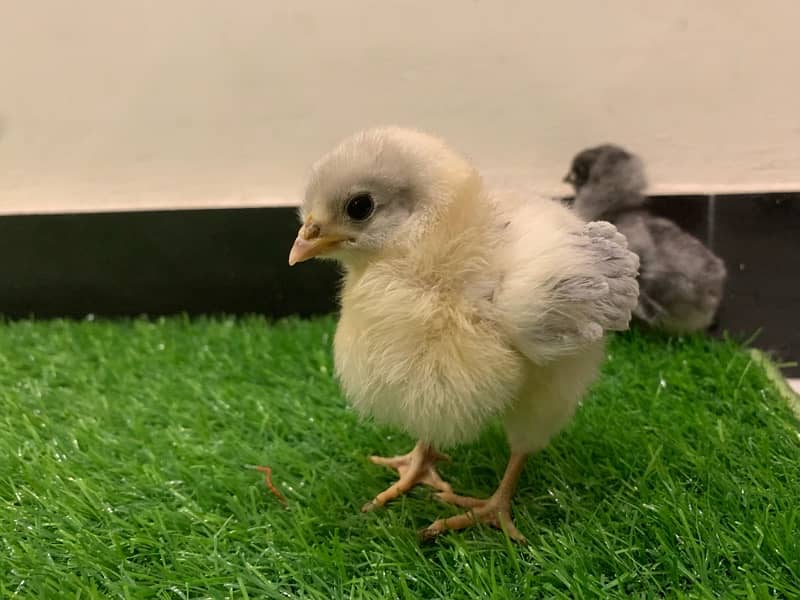 Blue Australorp Heritage eggs chicks and breeders up for sale 6