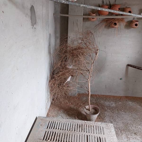 Healthy Finches for Sale 4